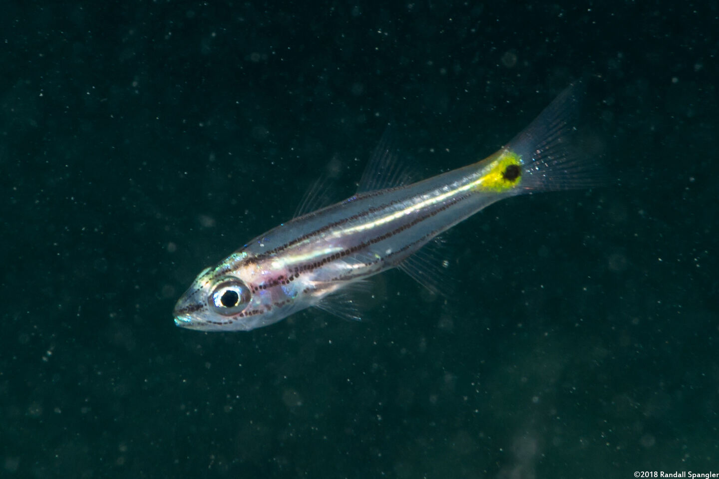 Cheilodipterus quinquelineatus (Fivelined Cardinalfish)