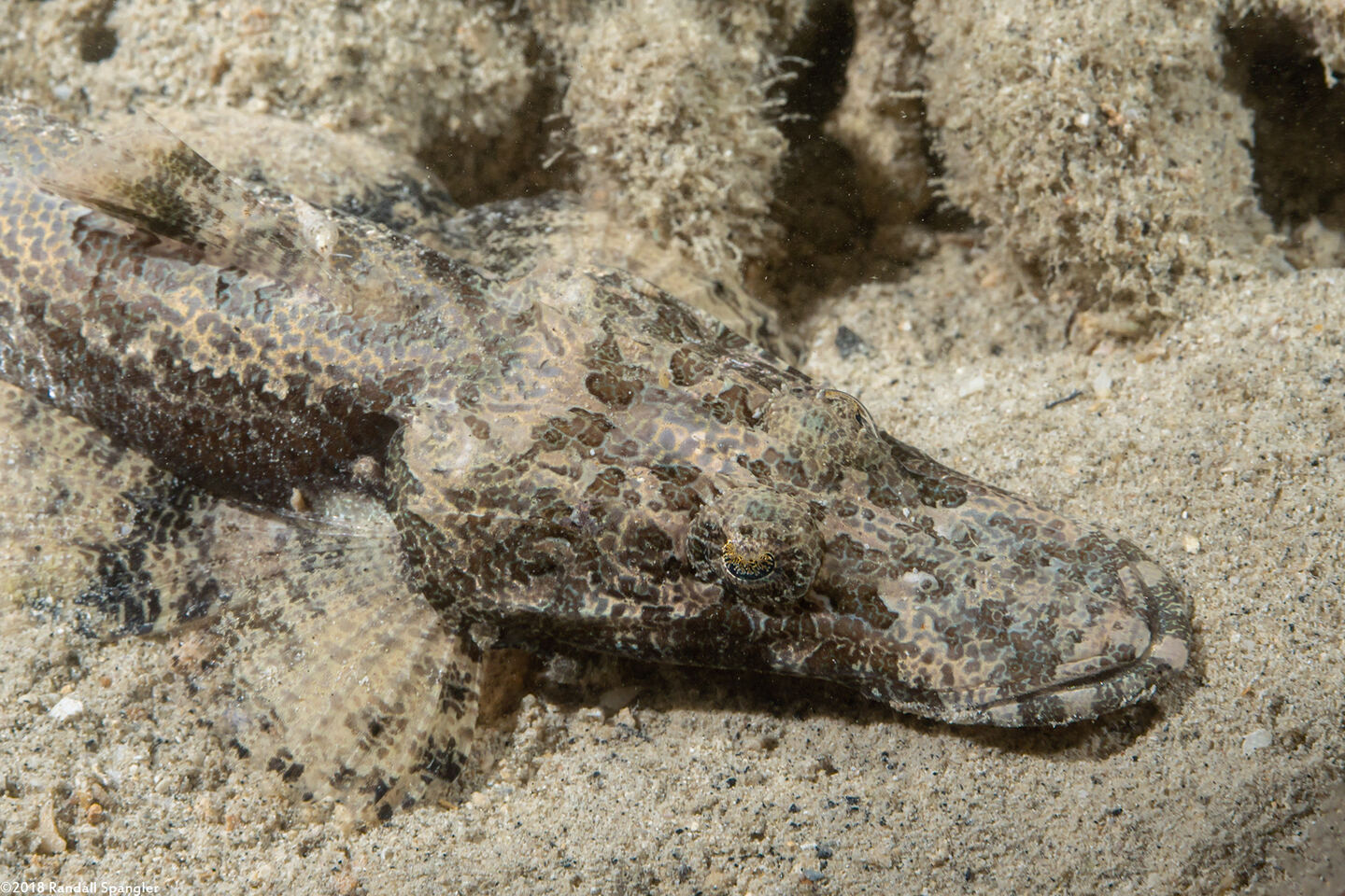 Cymbacephalus beauforti (Crocodile Flathead)