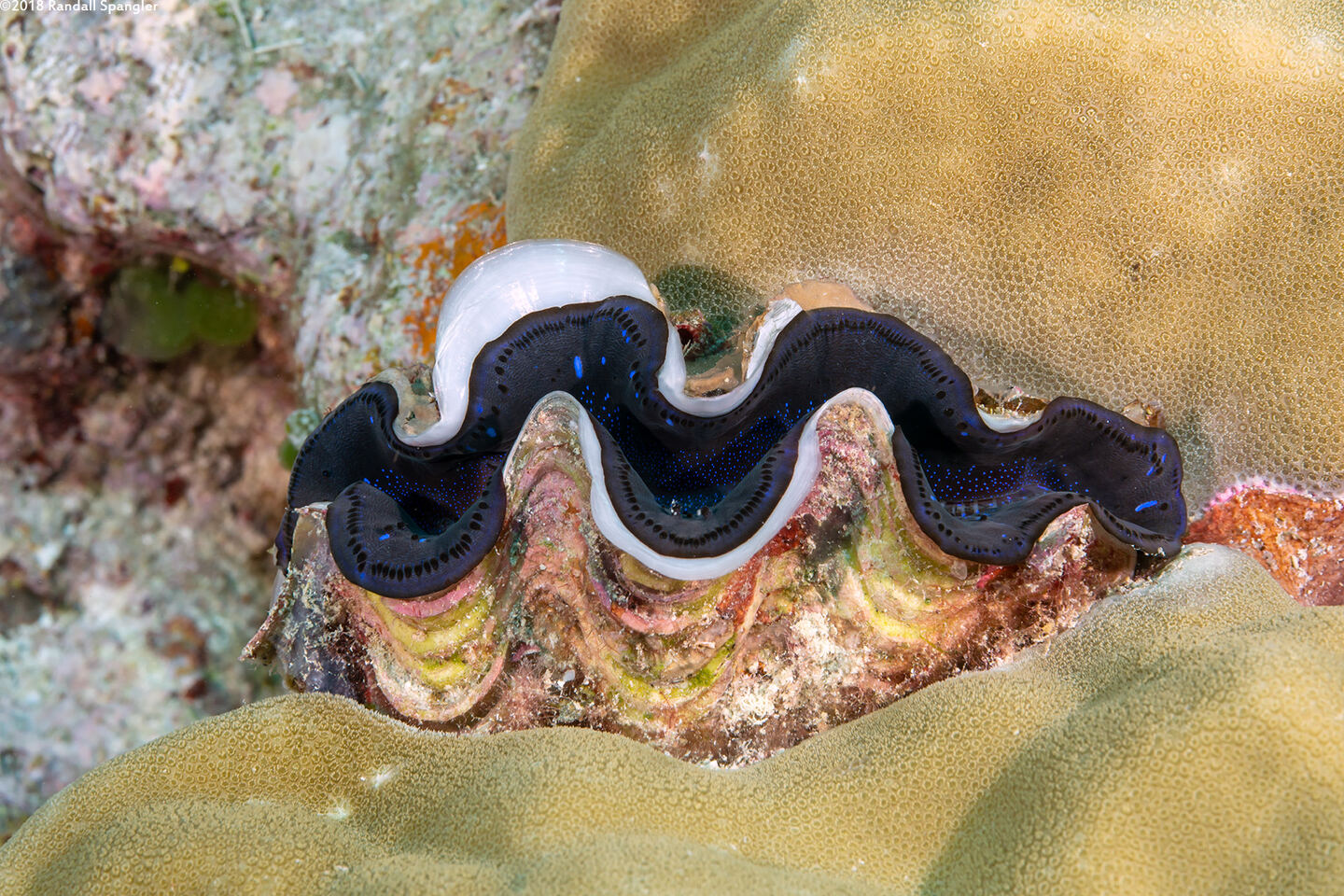 Tridacna crocea (Boring Giant Clam)
