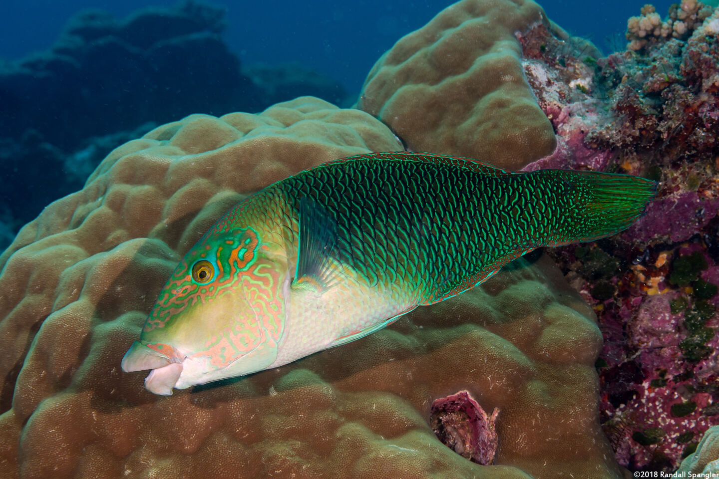 Hemigymnus melapterus (Blackeye Thicklip)