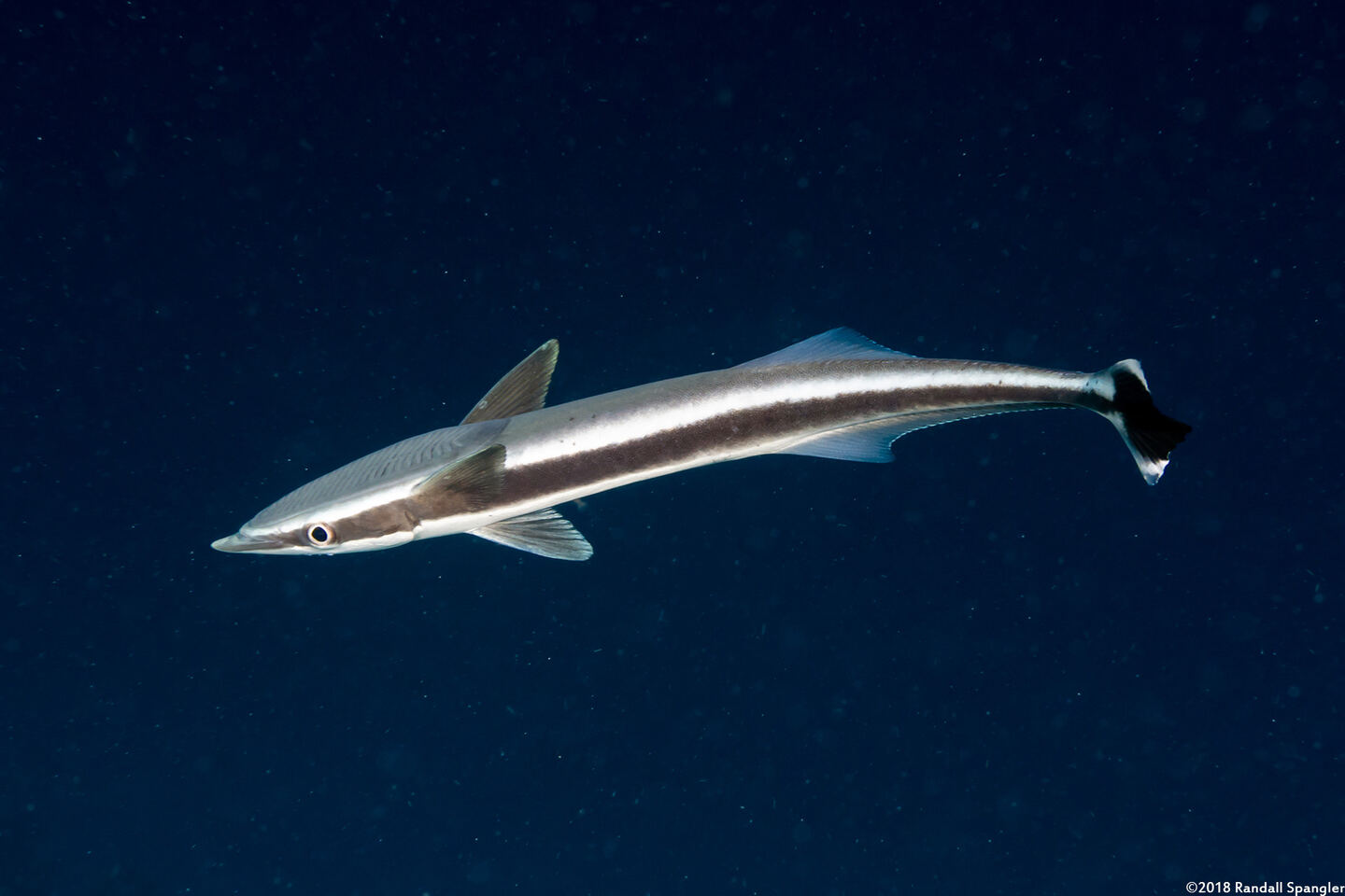 Echeneis naucrates (Sharksucker)