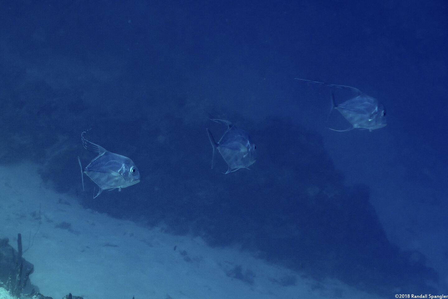 Alectis ciliaris (Threadfin Jack)