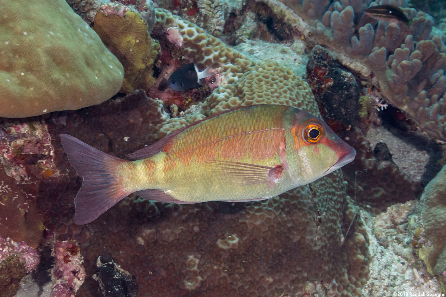Lethrinius amboinensis (Longfin Emperor)