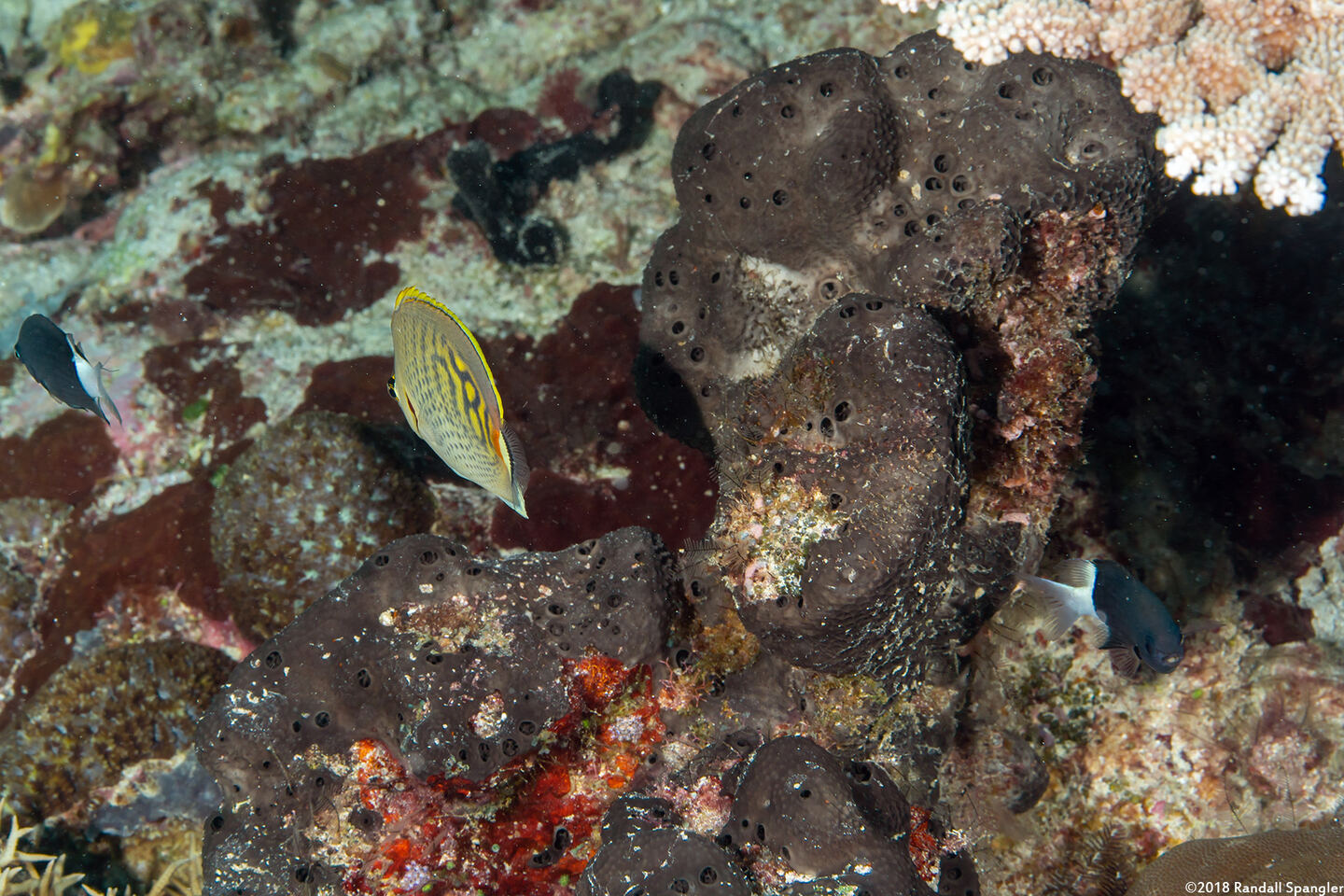 Luffariella sp.1 (Luffariella sp.1)