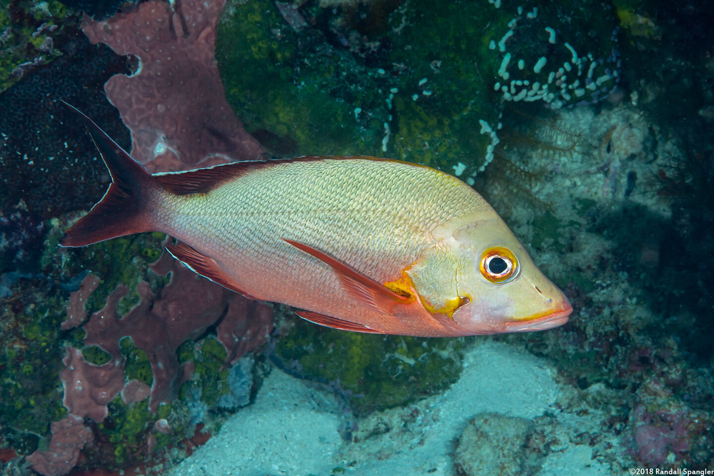 Lutjanus gibbus (Humpback Snapper)