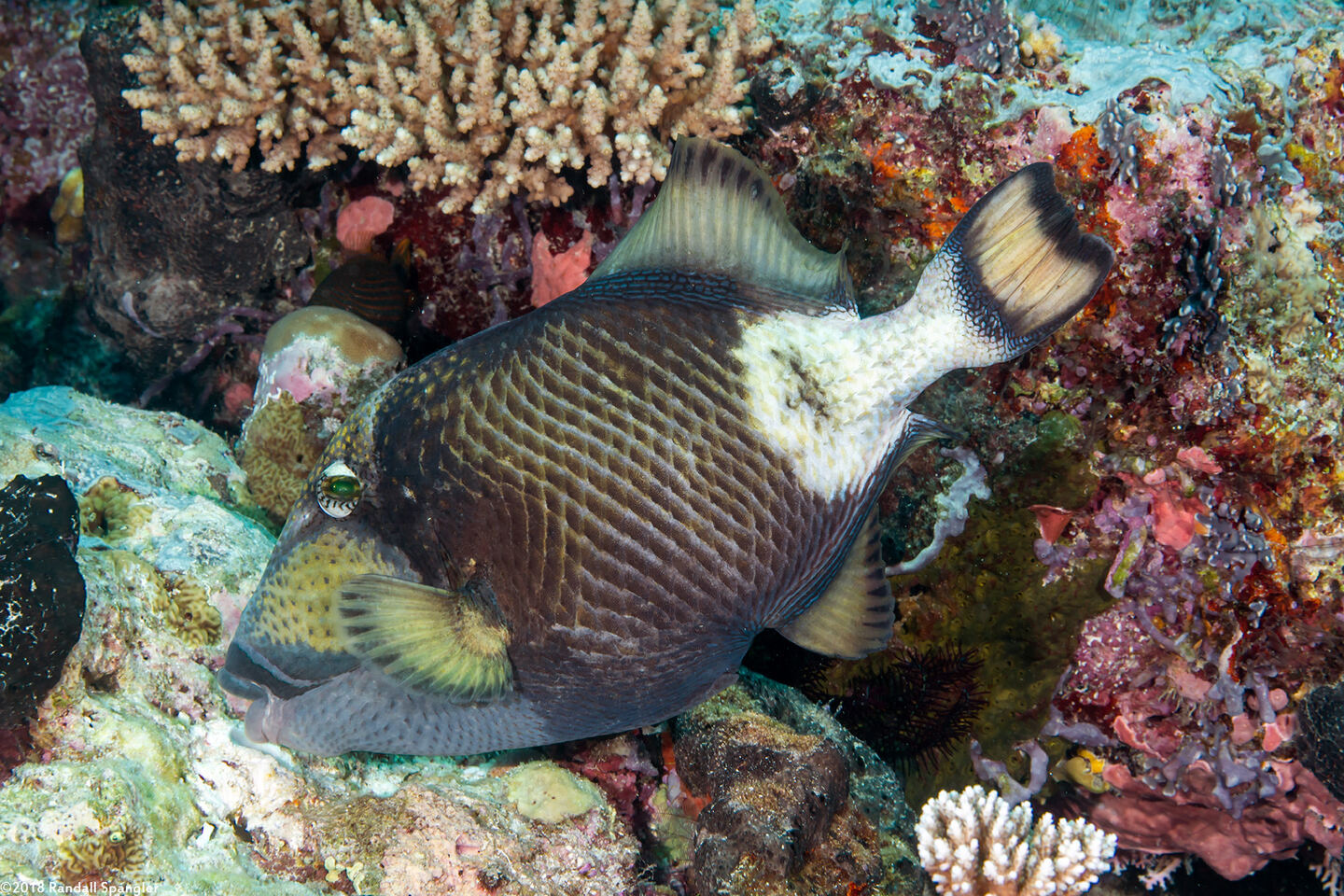 Balistoides viridescens (Titan Triggerfish)