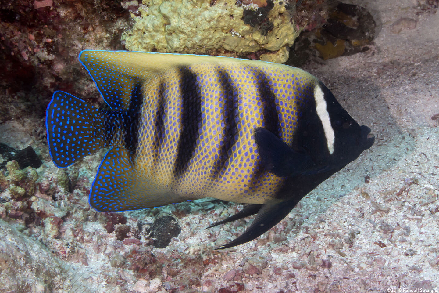 Pomacanthus sexstriatus (Six-Banded Angelfish)