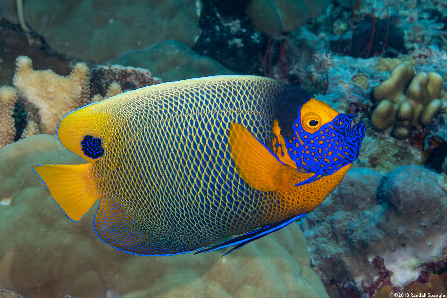 Pomacanthus xanthometopon (Yellow-Mask Angelfish)