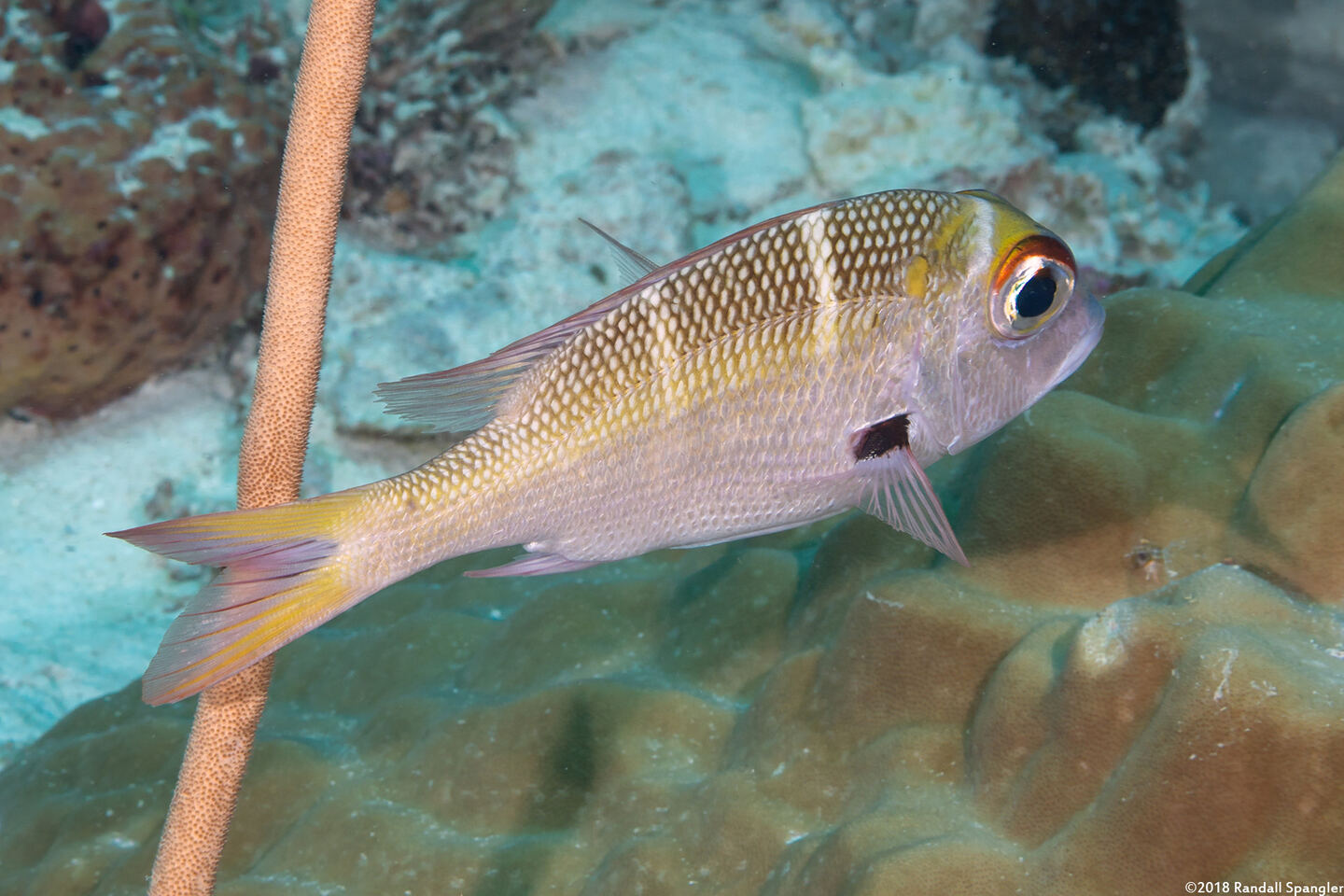 Monotaxis heterodon (Redfin Bream)