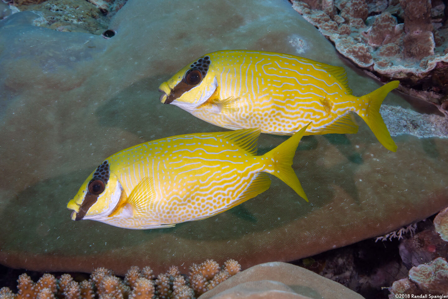 Siganus puellus (Masked Rabbitfish)