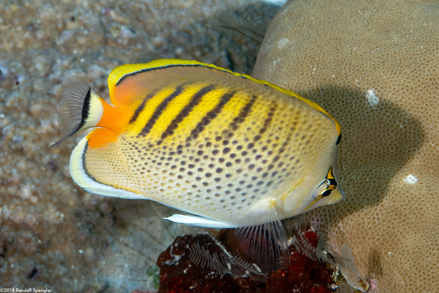 Chaetodon punctatofasciatus (Spot-Banded Butterflyfish)