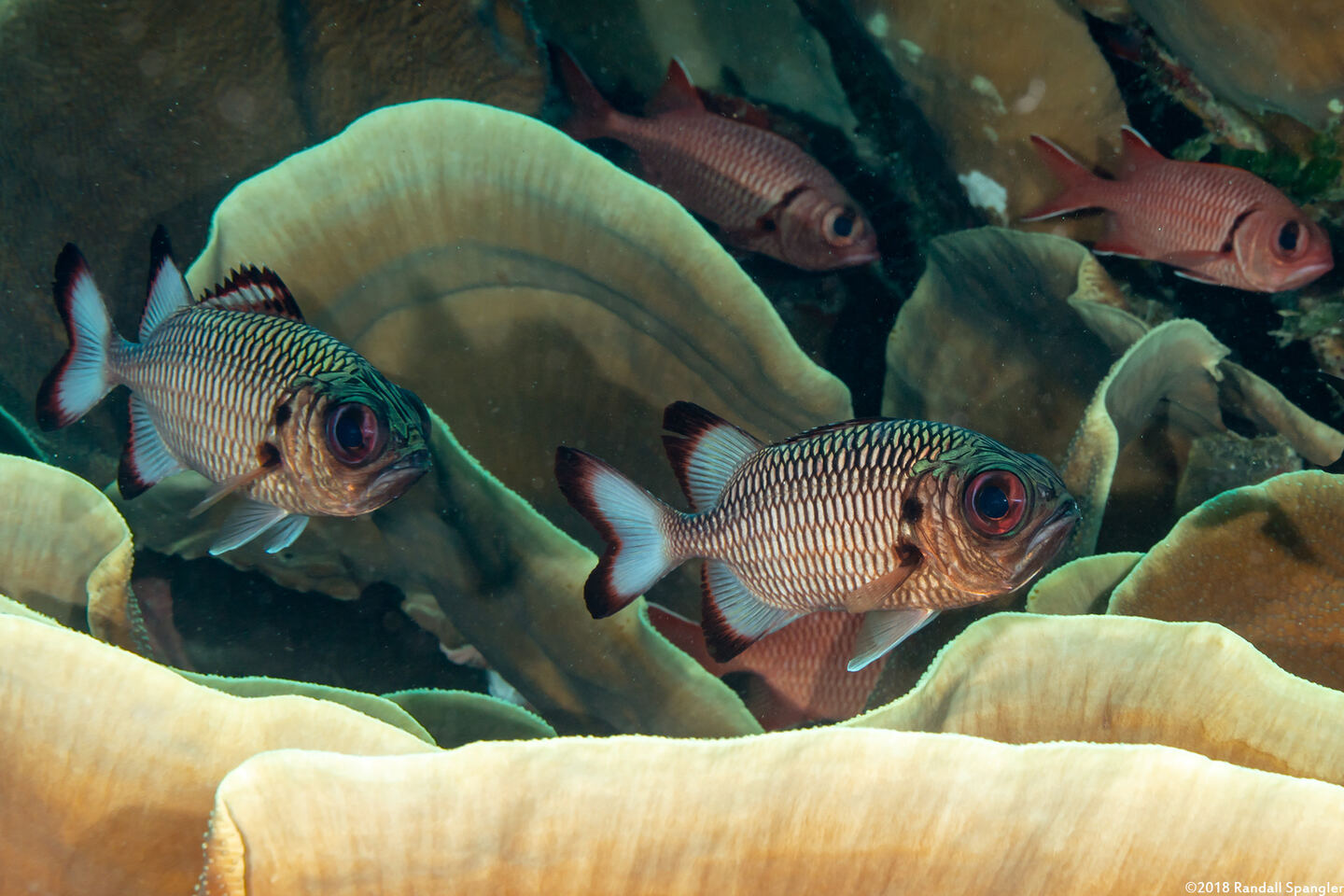 Myripristis adusta (Shadowfin Soldierfish)