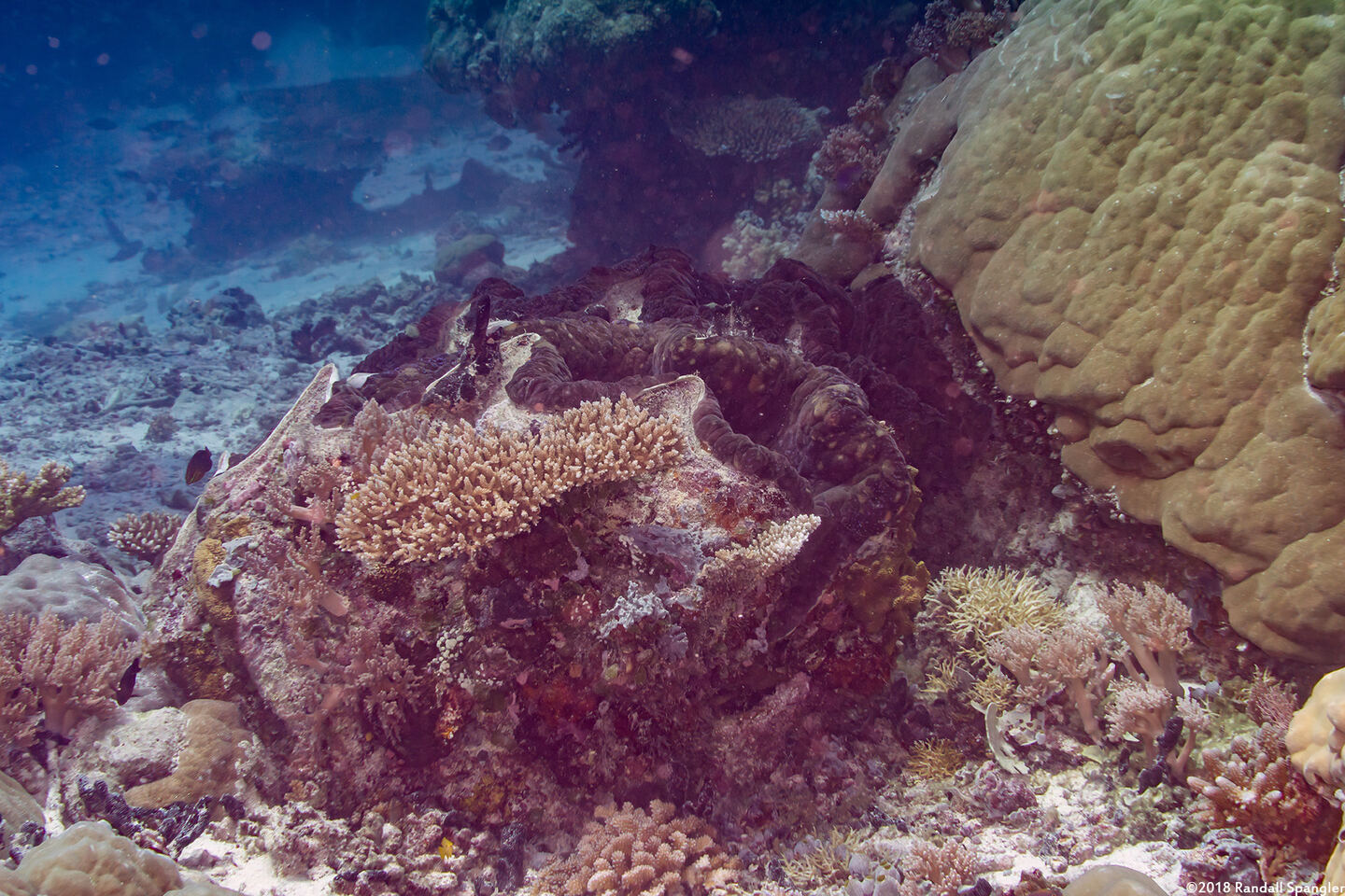 Tridacna gigas (Giant Clam)
