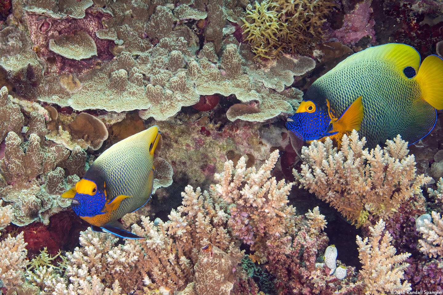 Pomacanthus xanthometopon (Yellow-Mask Angelfish)
