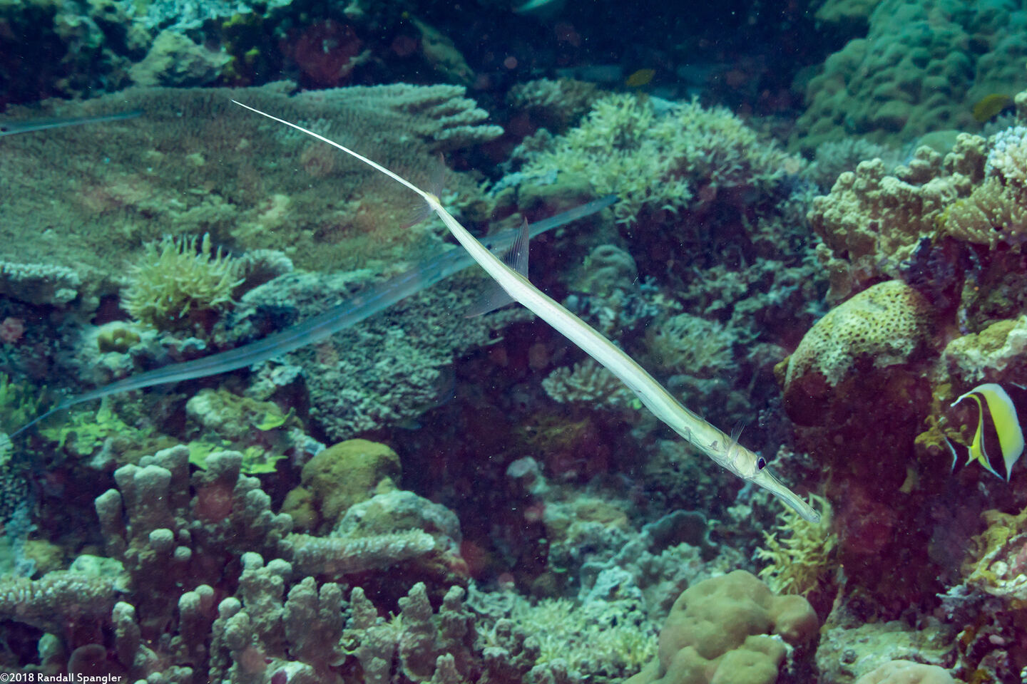 Fistularia commersonii (Bluespotted Cornetfish)