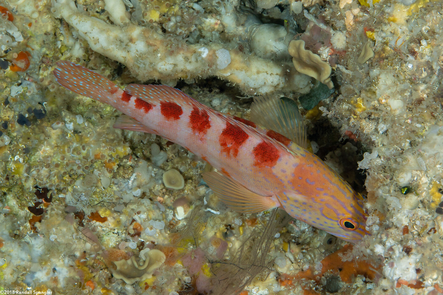 Cephalopholis sexmaculata (Saddle Grouper)