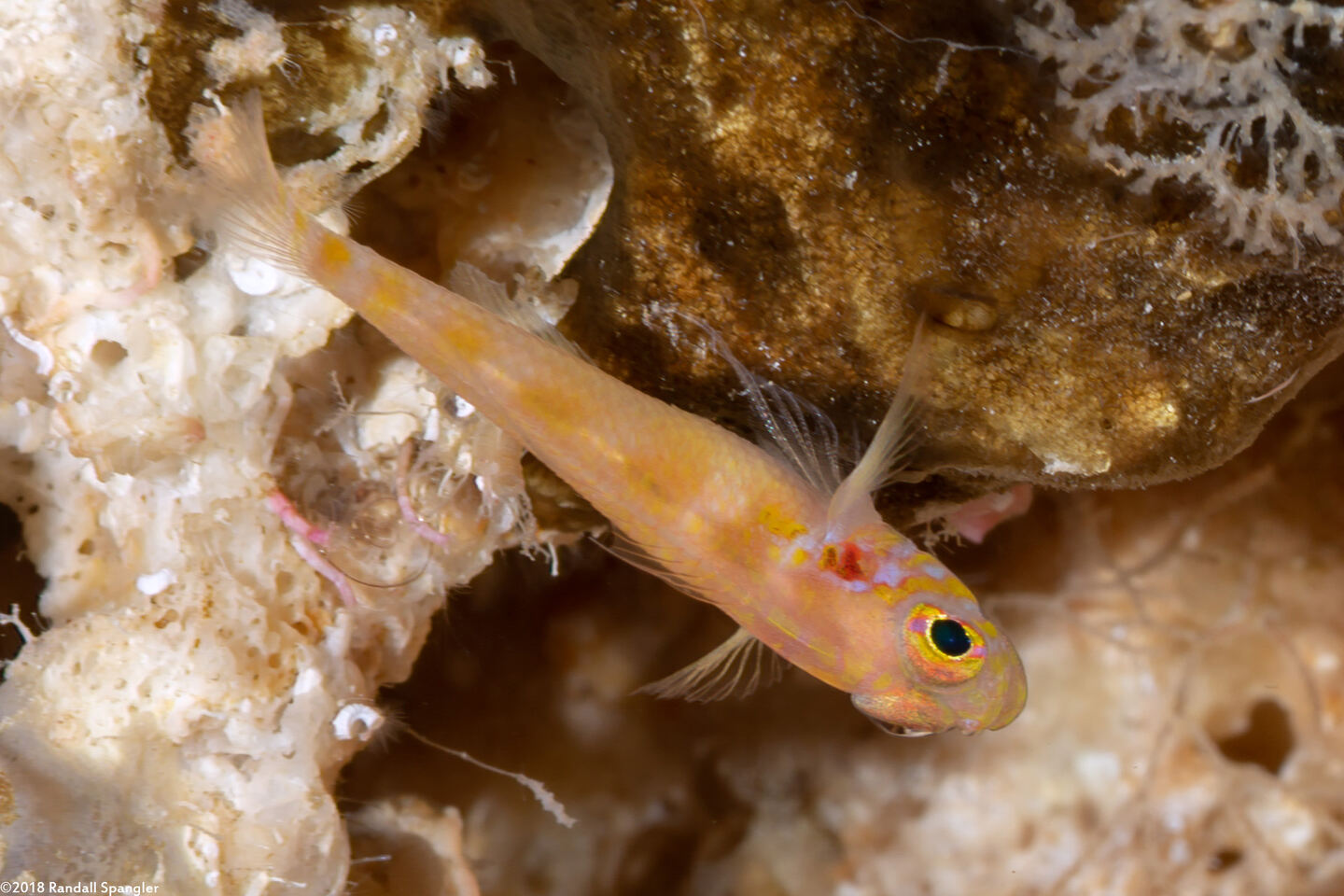 Trimma stobbsi (Yellowhead Pygmygoby)