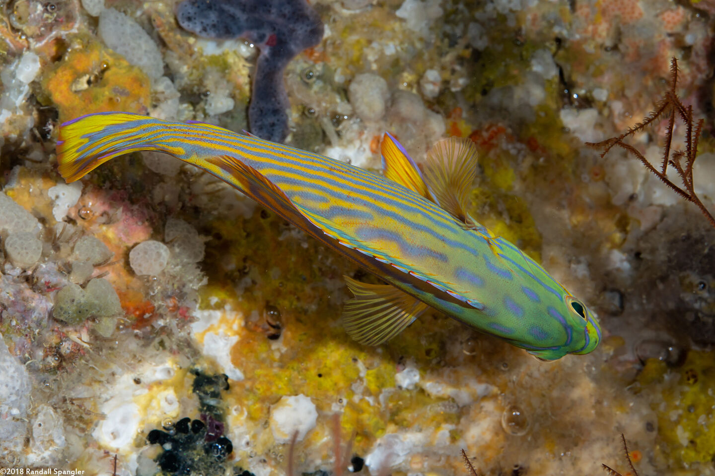 Cephalopholis polleni (Harlequin Grouper)