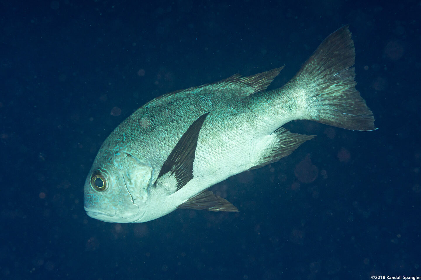 Macolor niger (Black Snapper)