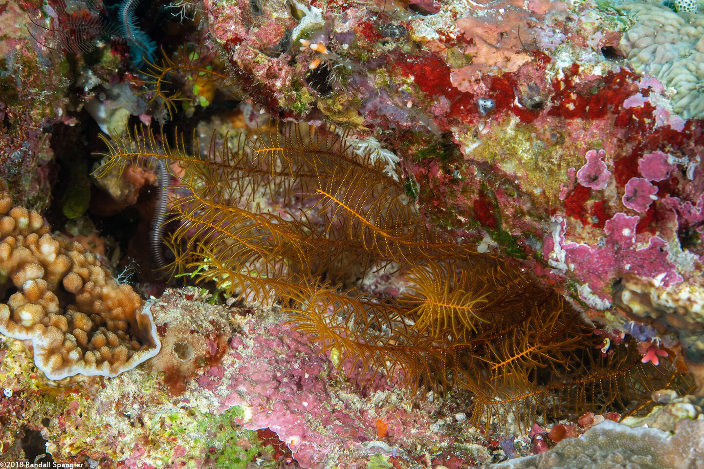 Phanogenia gracilis (Slender Feather Star)