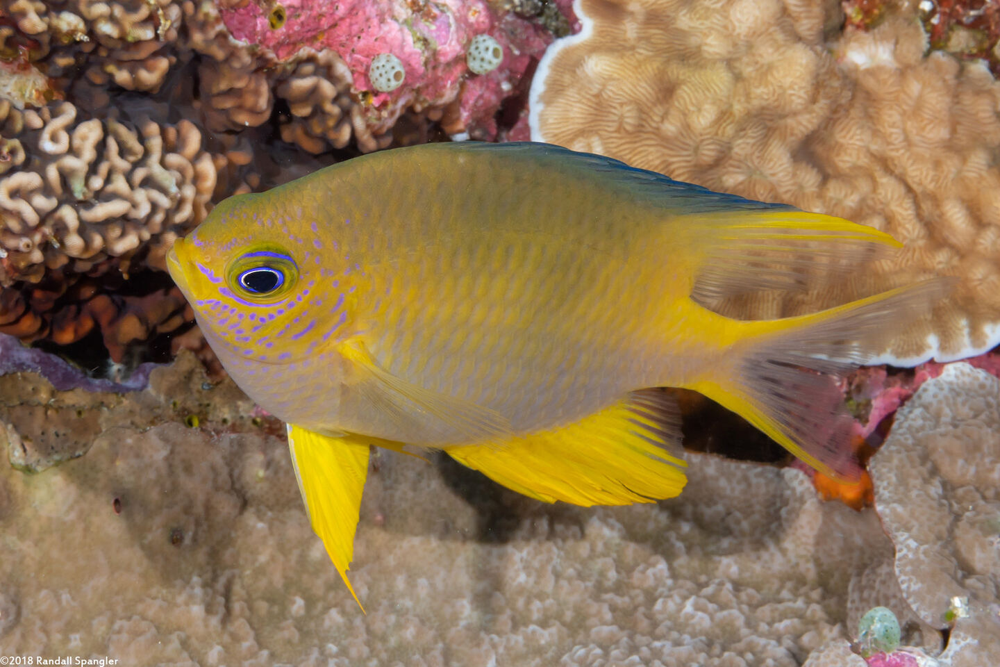 Amblyglyphidodon aureus (Golden Damsel)