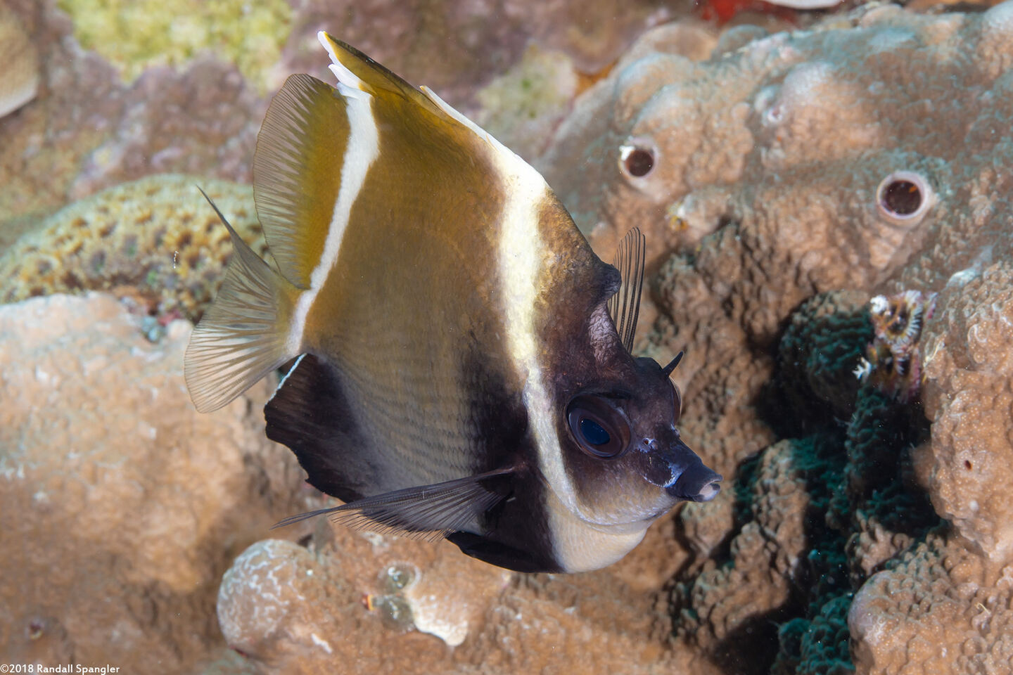 Heniochus varius (Humphead Bannerfish)