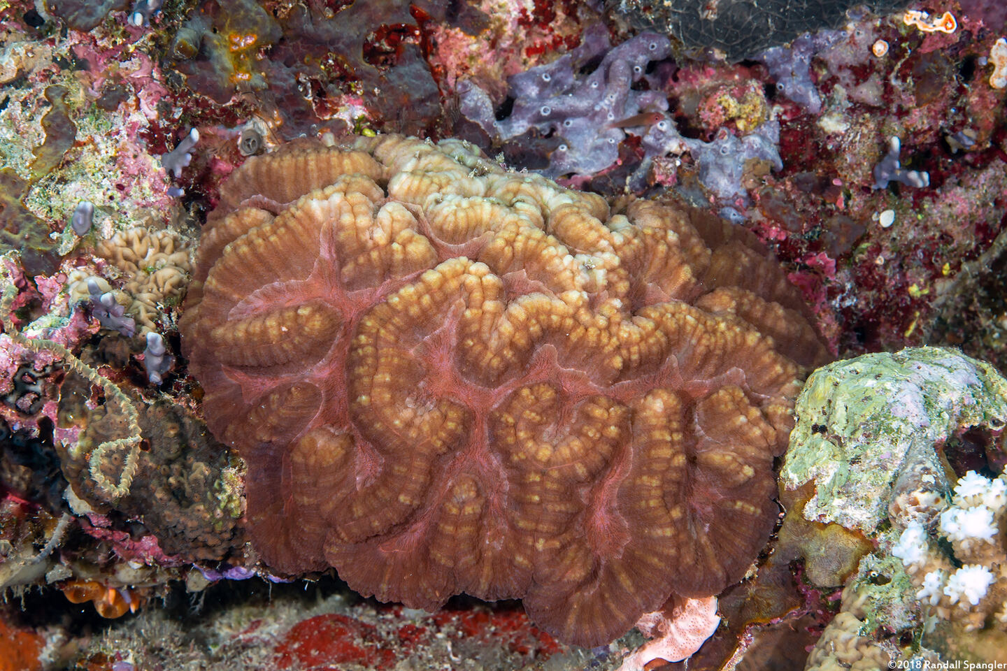 Lobophyllia radians (Lobophyllia Radians)