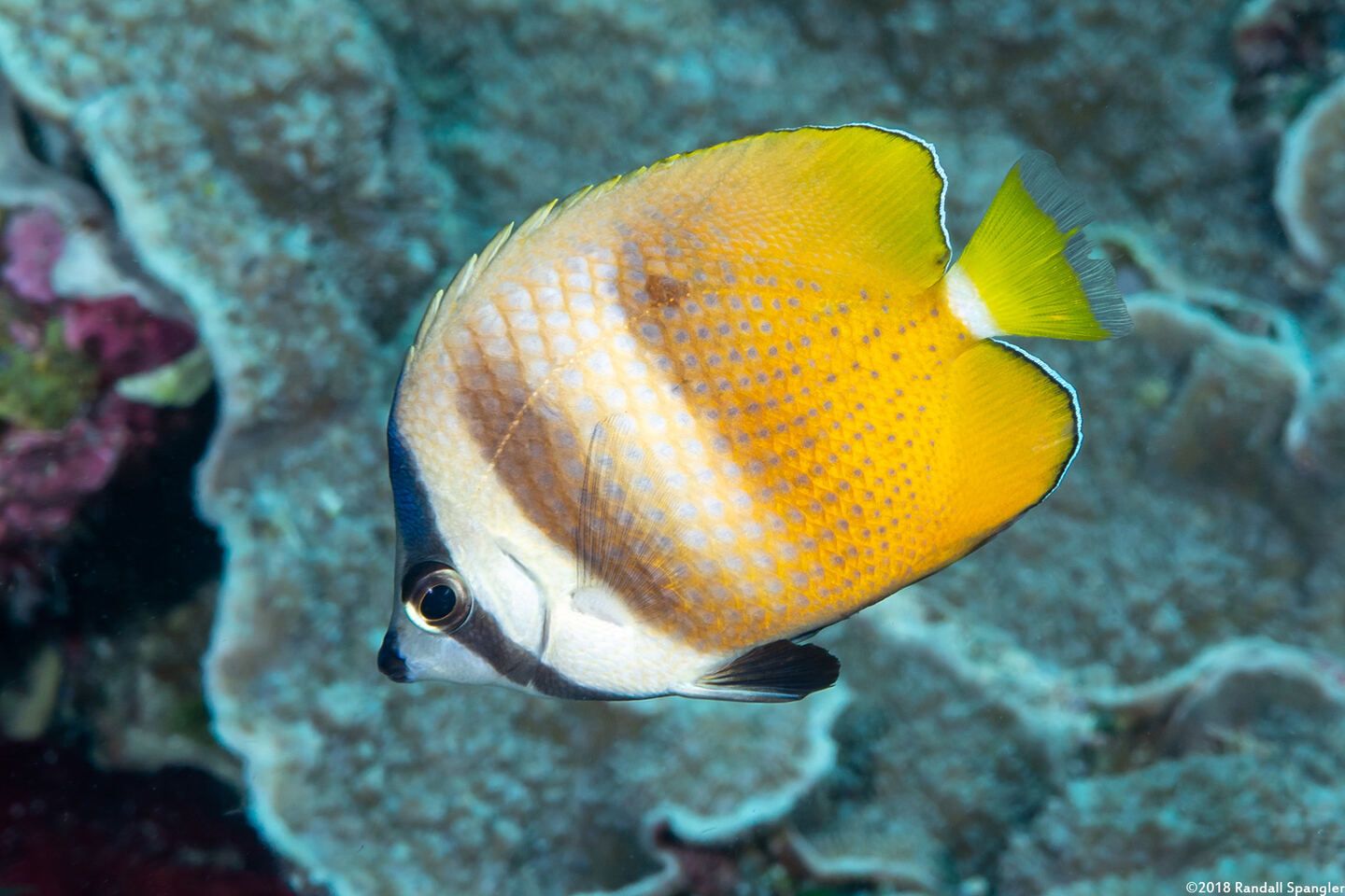 Chaetodon kleinii (Blacklip Butterflyfish)