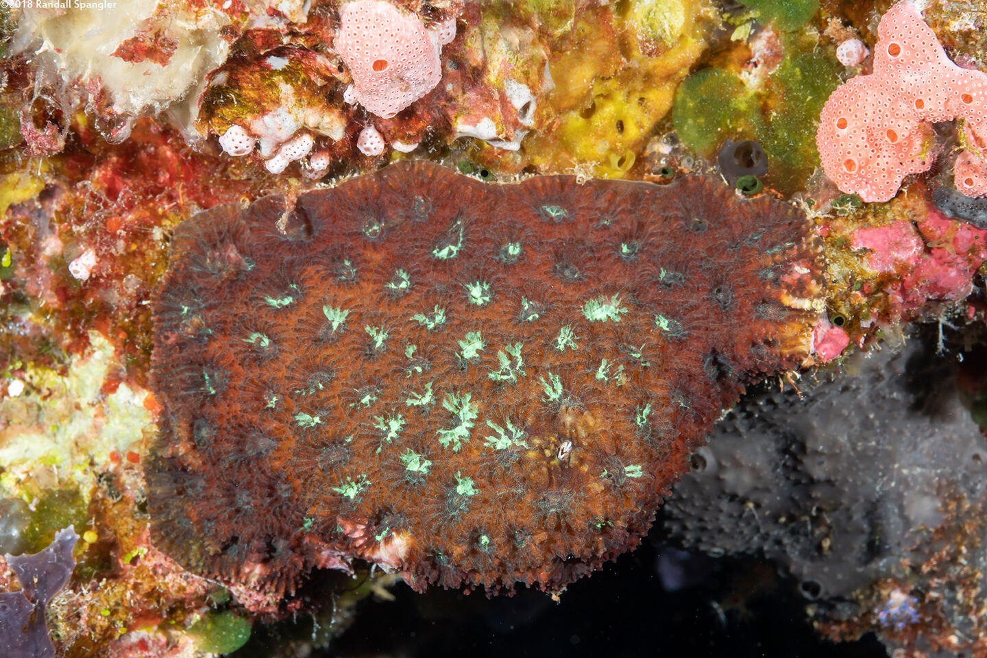 Favites pentagona (Favites Pentagona)