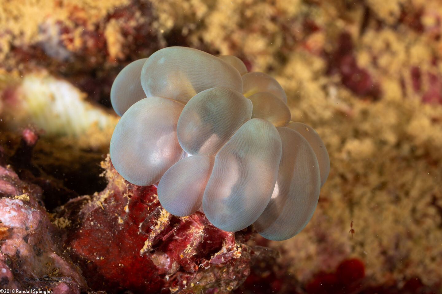 Plerogyra sinuosa (Pearl Bubble Coral)