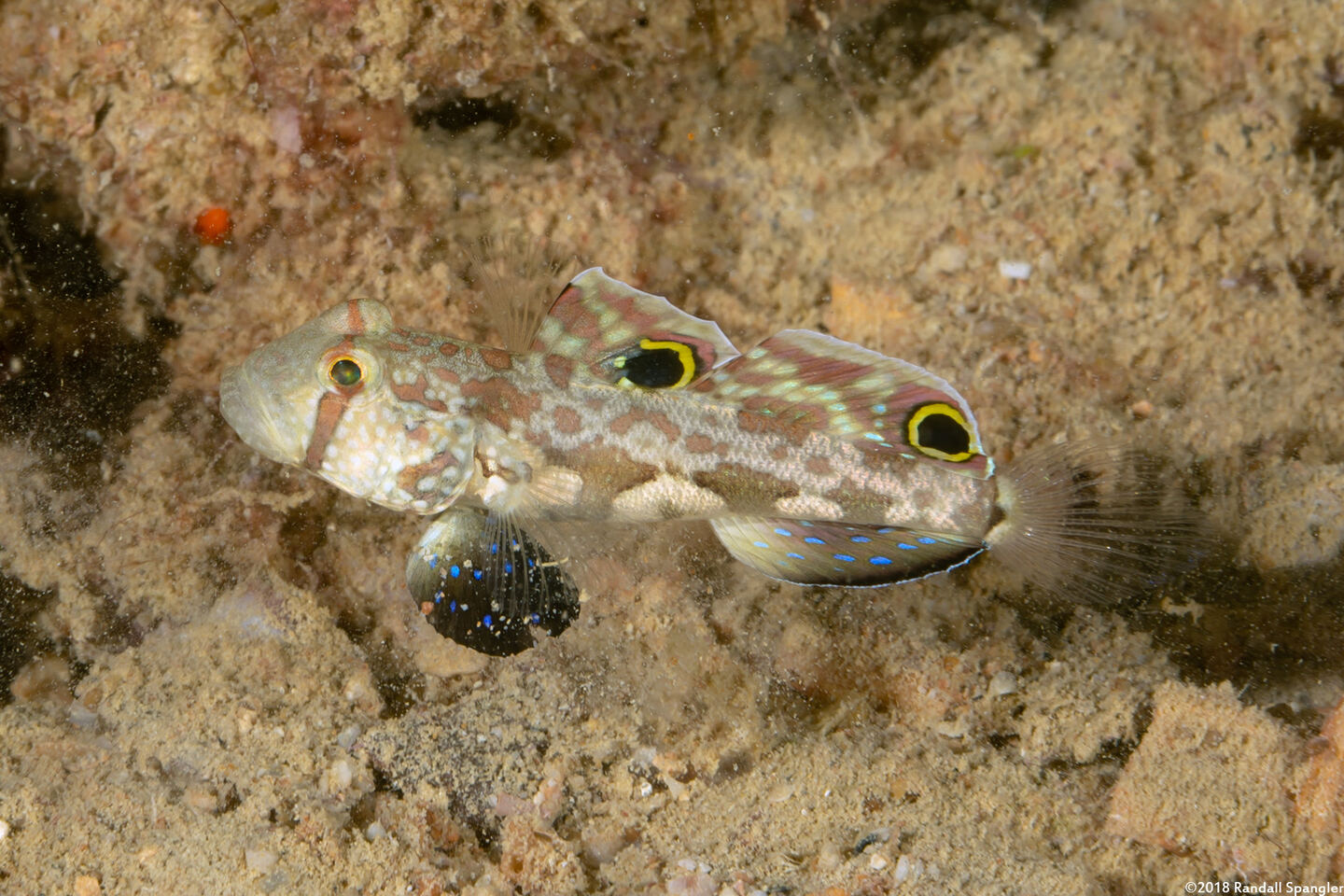 Signigobius biocellatus (Signal Goby)