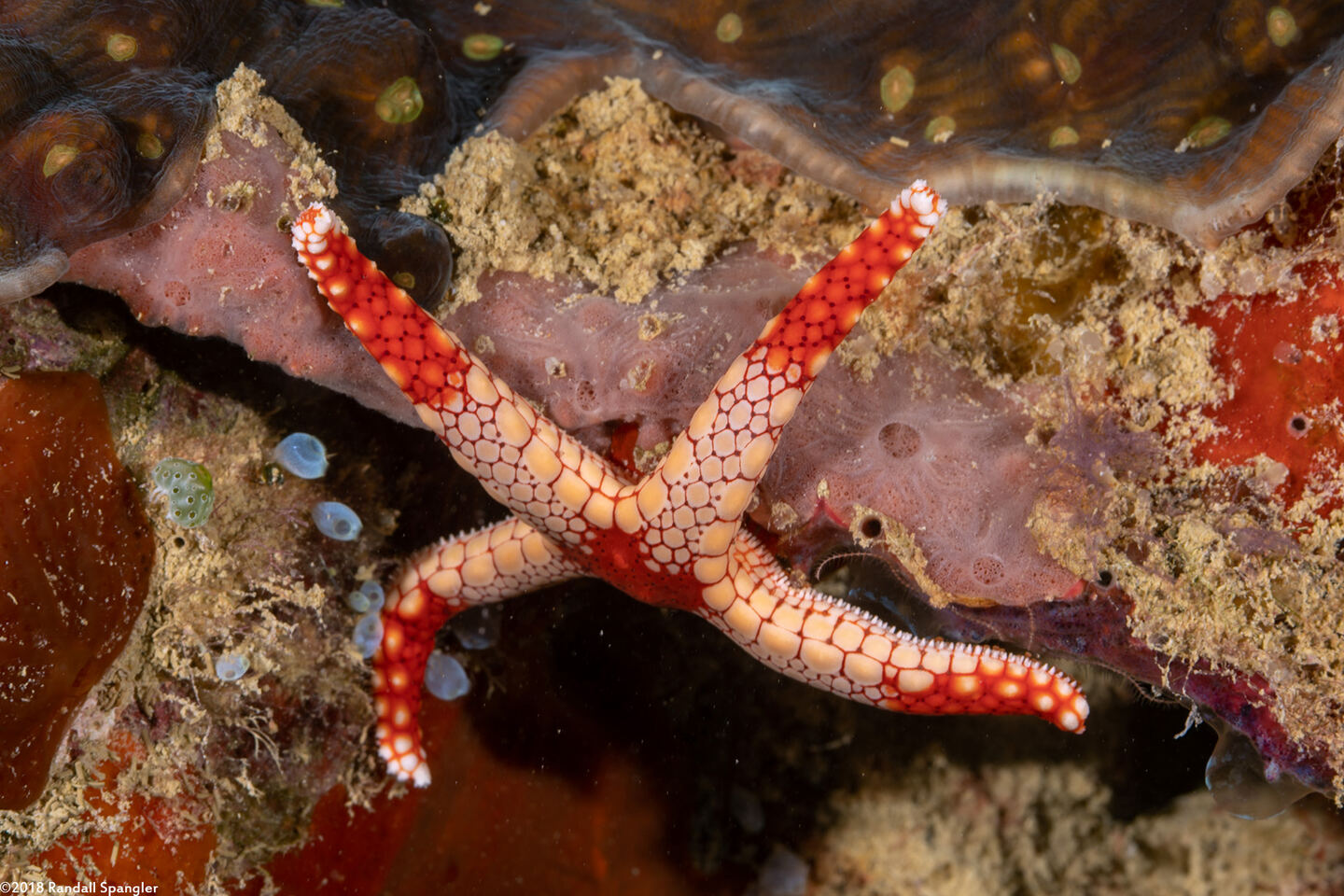 Fromia monilis (Peppermint Sea Star)