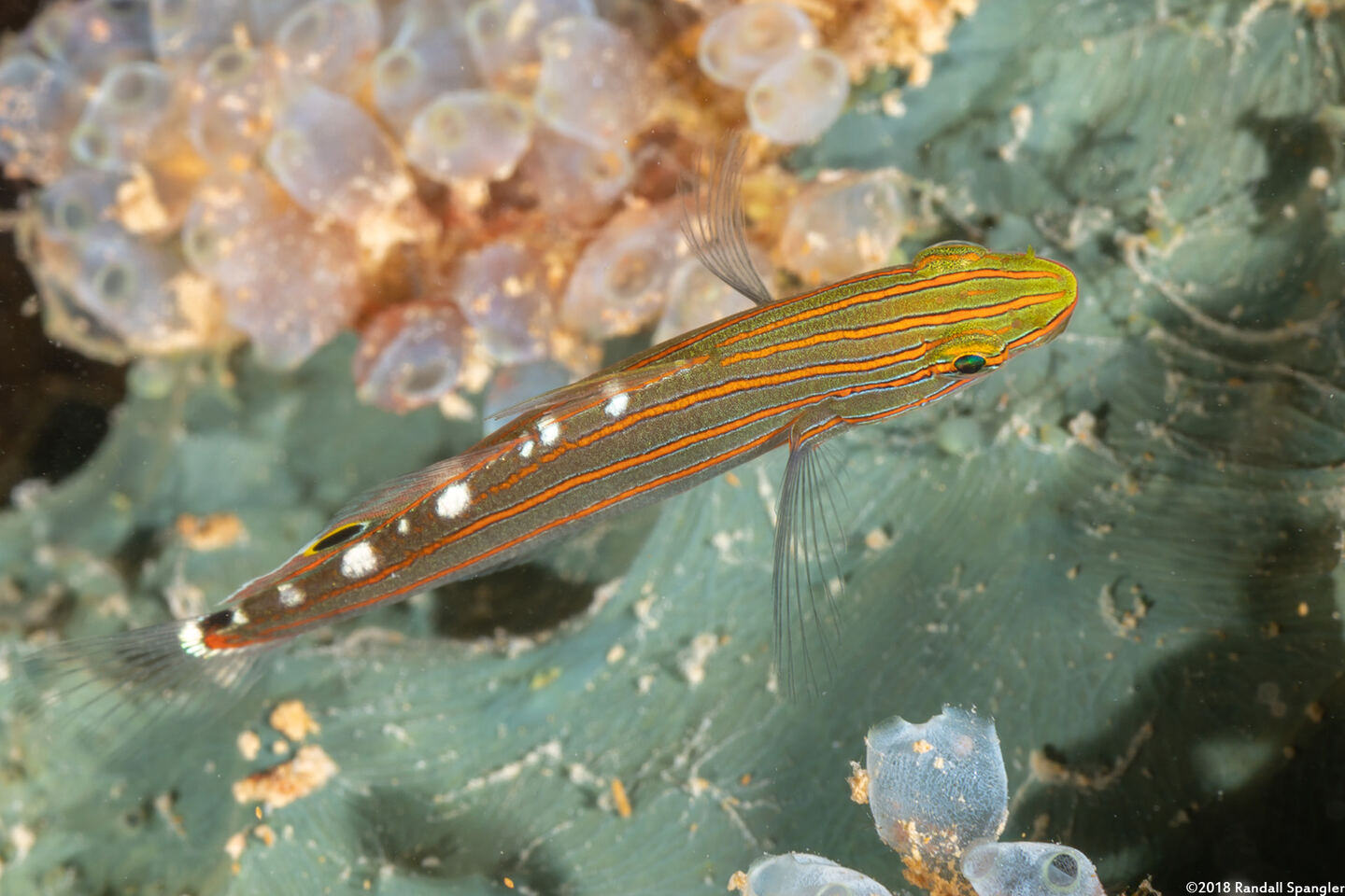 Koumansetta rainfordi (Old Glory)