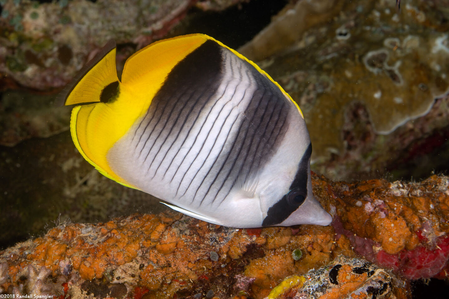 Chaetodon ulietensis (Pacific Double-Saddle Butterflyfish)