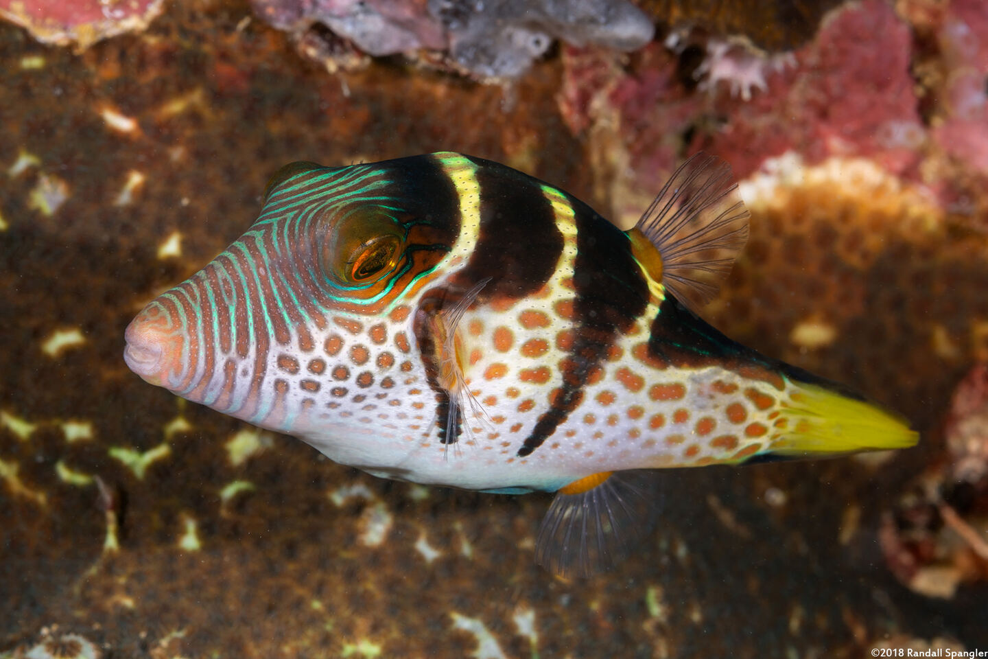 Canthigaster valentini (Black-Saddled Toby)