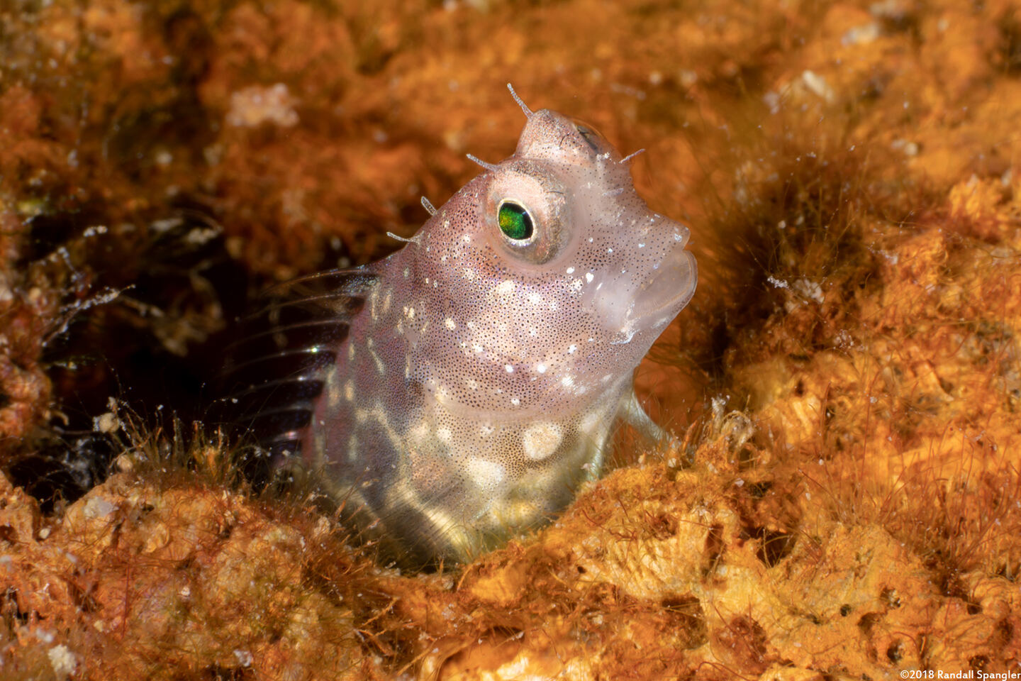 Salarias segmentatus (Segmented Blenny)