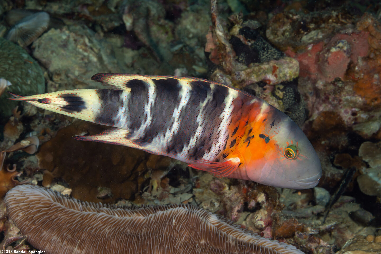 Cheilinus fasciatus (Redbreasted Wrasse)