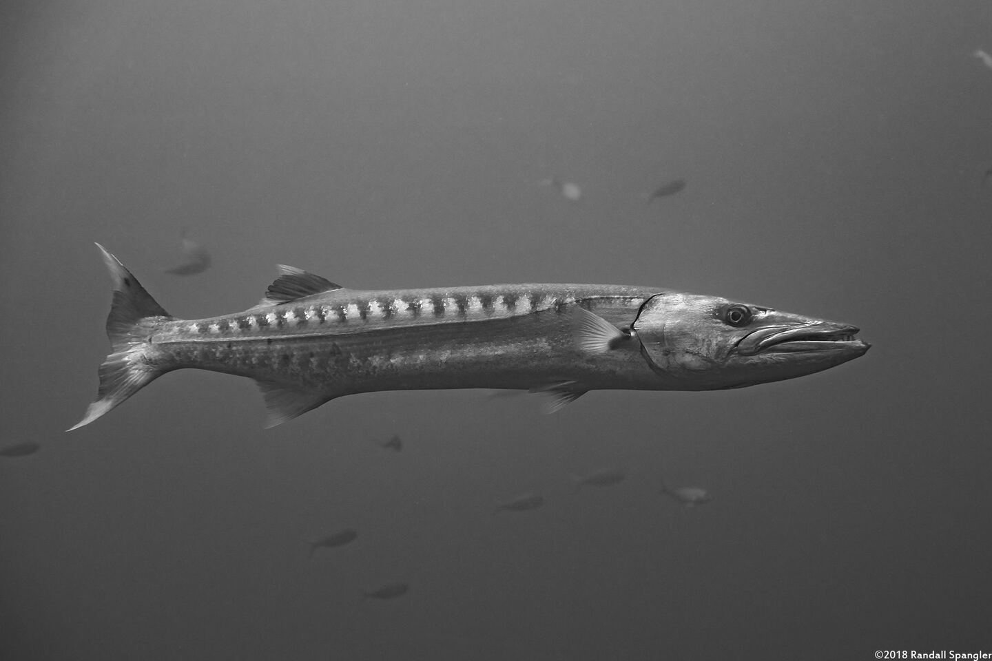 Sphyraena barracuda (Great Barracuda)