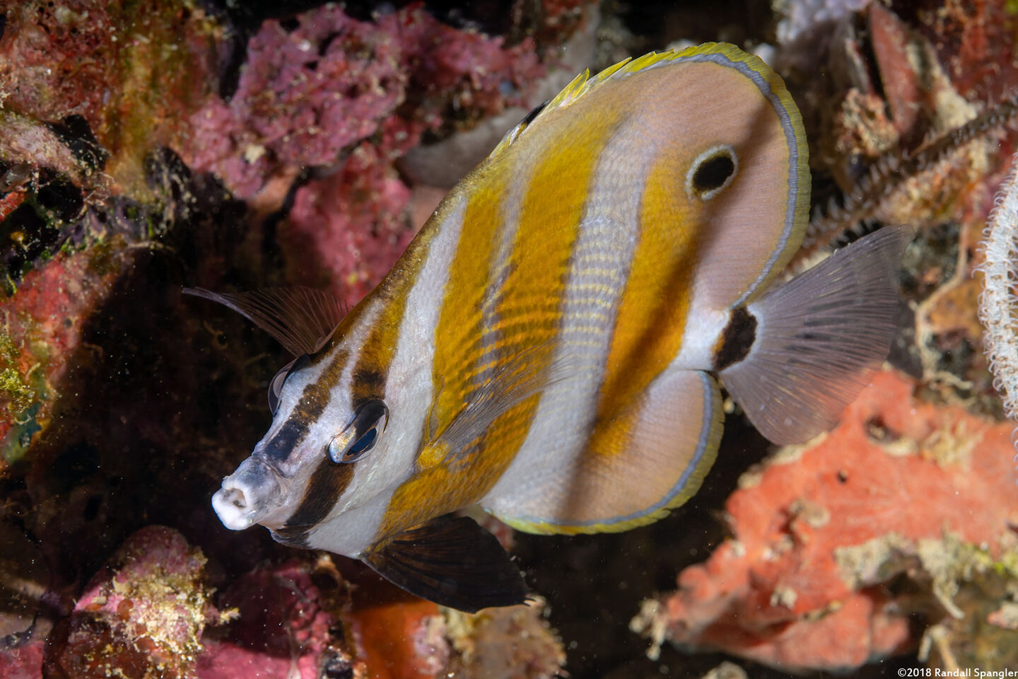 Coradion chrysozonus (Orange-Banded Coralfish)