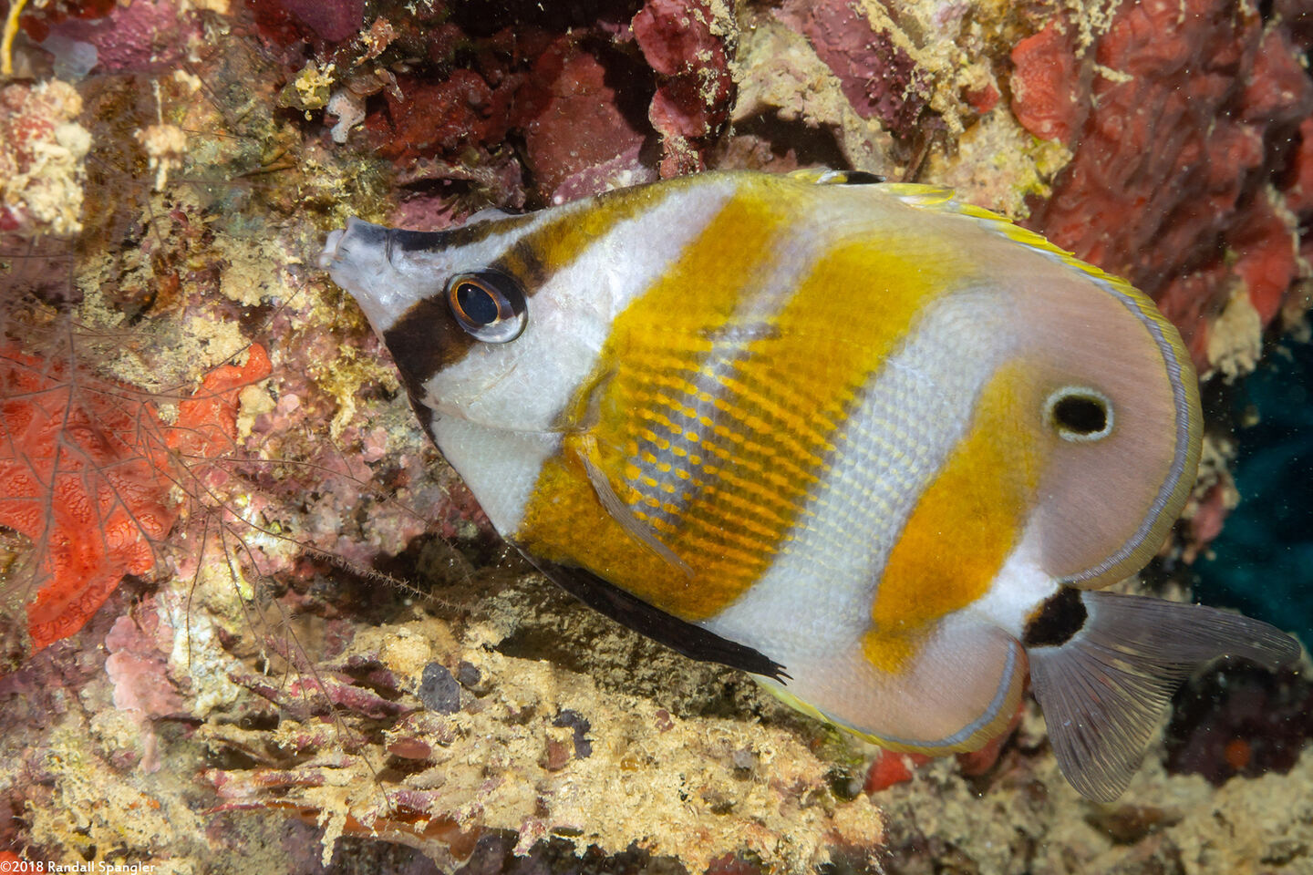 Coradion chrysozonus (Orange-Banded Coralfish)