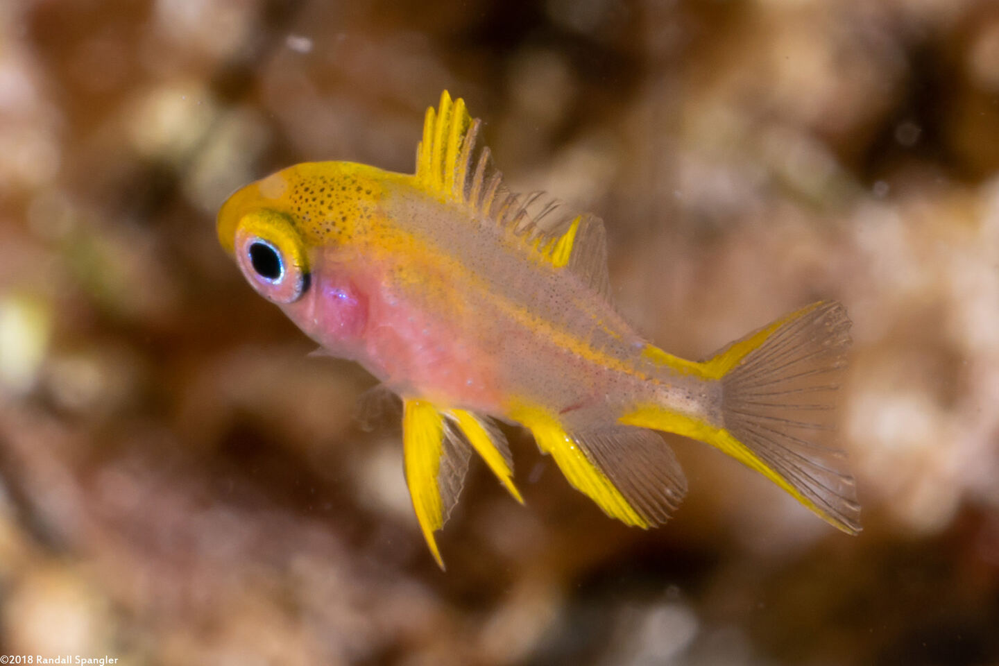 Amblyglyphidodon aureus (Golden Damsel)