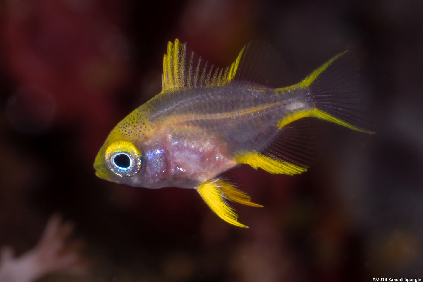 Amblyglyphidodon aureus (Golden Damsel)