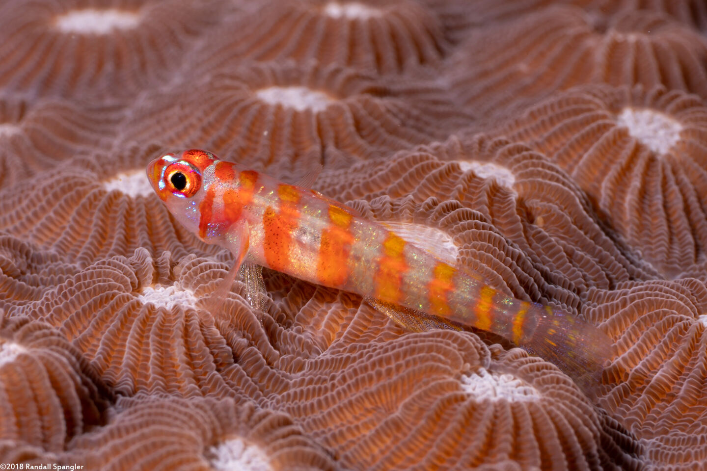 Trimma cana (Candycane Pygmygoby)