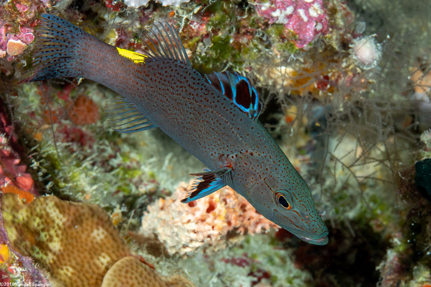 Belonoperca chabanaudi (Arrowhead Soapfish)