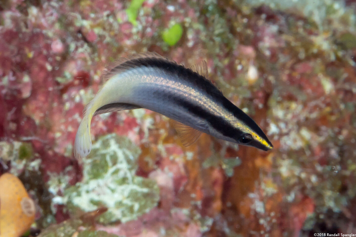 Labroides bicolor (Bicolor Cleaner Wrasse)