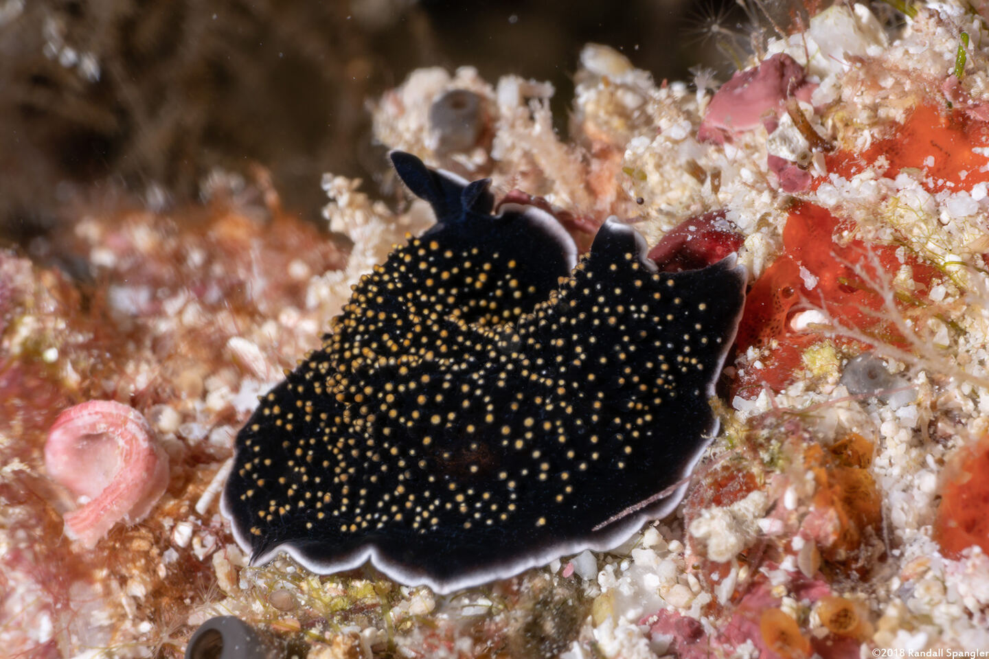 Thysanozoon nigropapillosum (Thysanozoon Nigropapillosum)