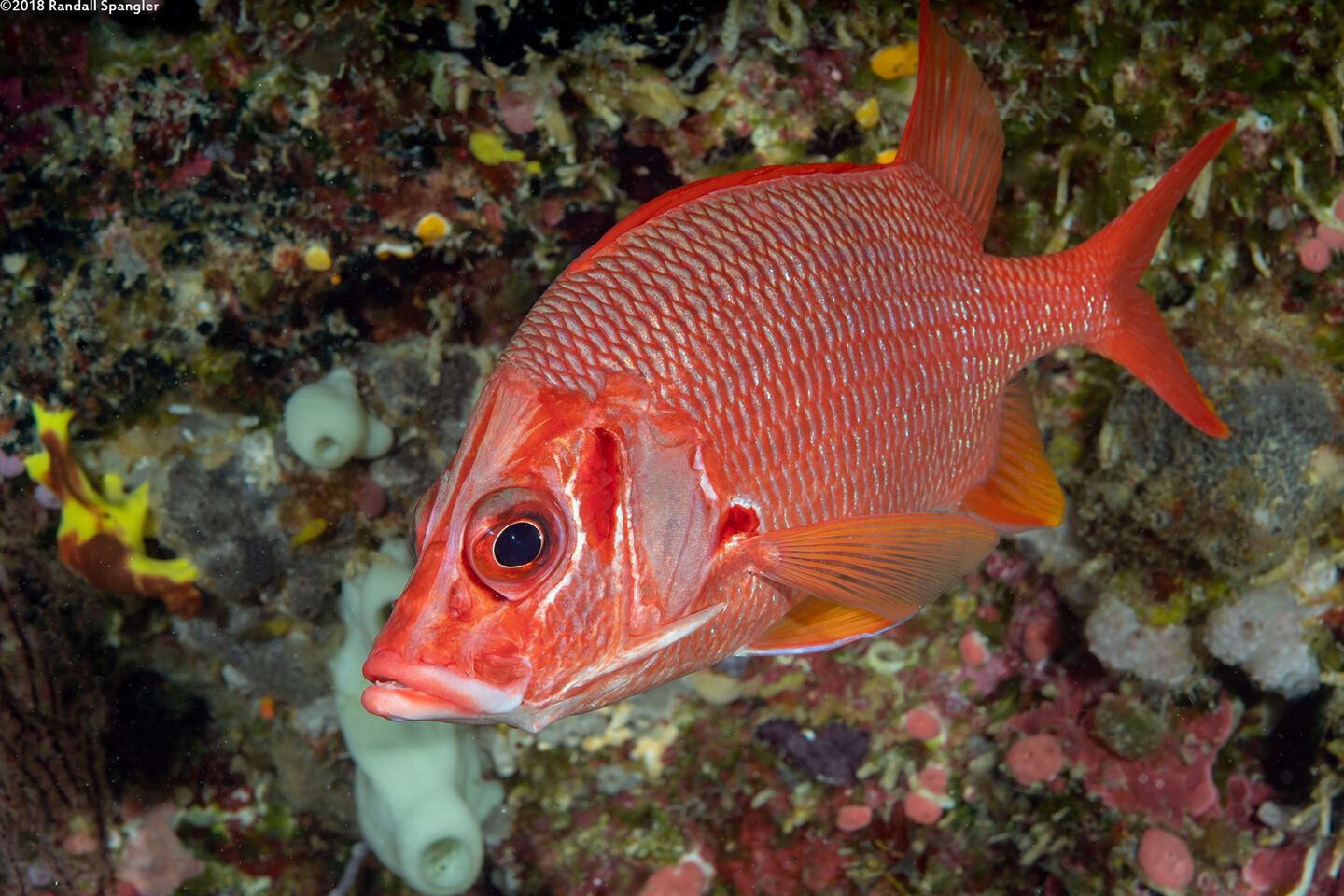 Sargocentron spiniferum (Sabre Squirrelfish)