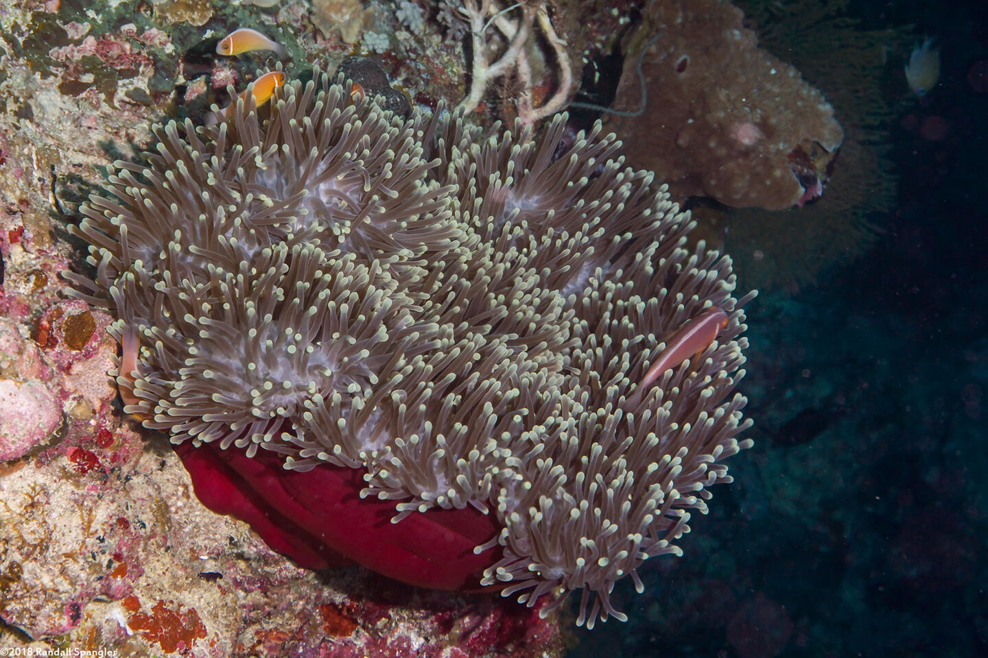Heteractis magnifica (Magnificent Sea Anemone)