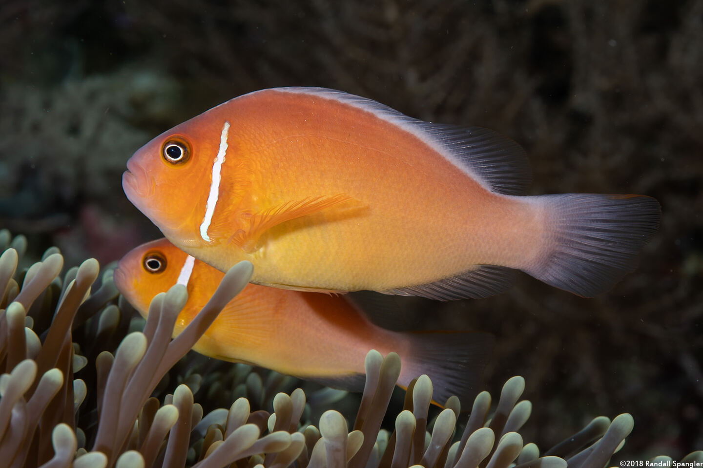 Amphiprion perideraion (Pink Anemonefish)