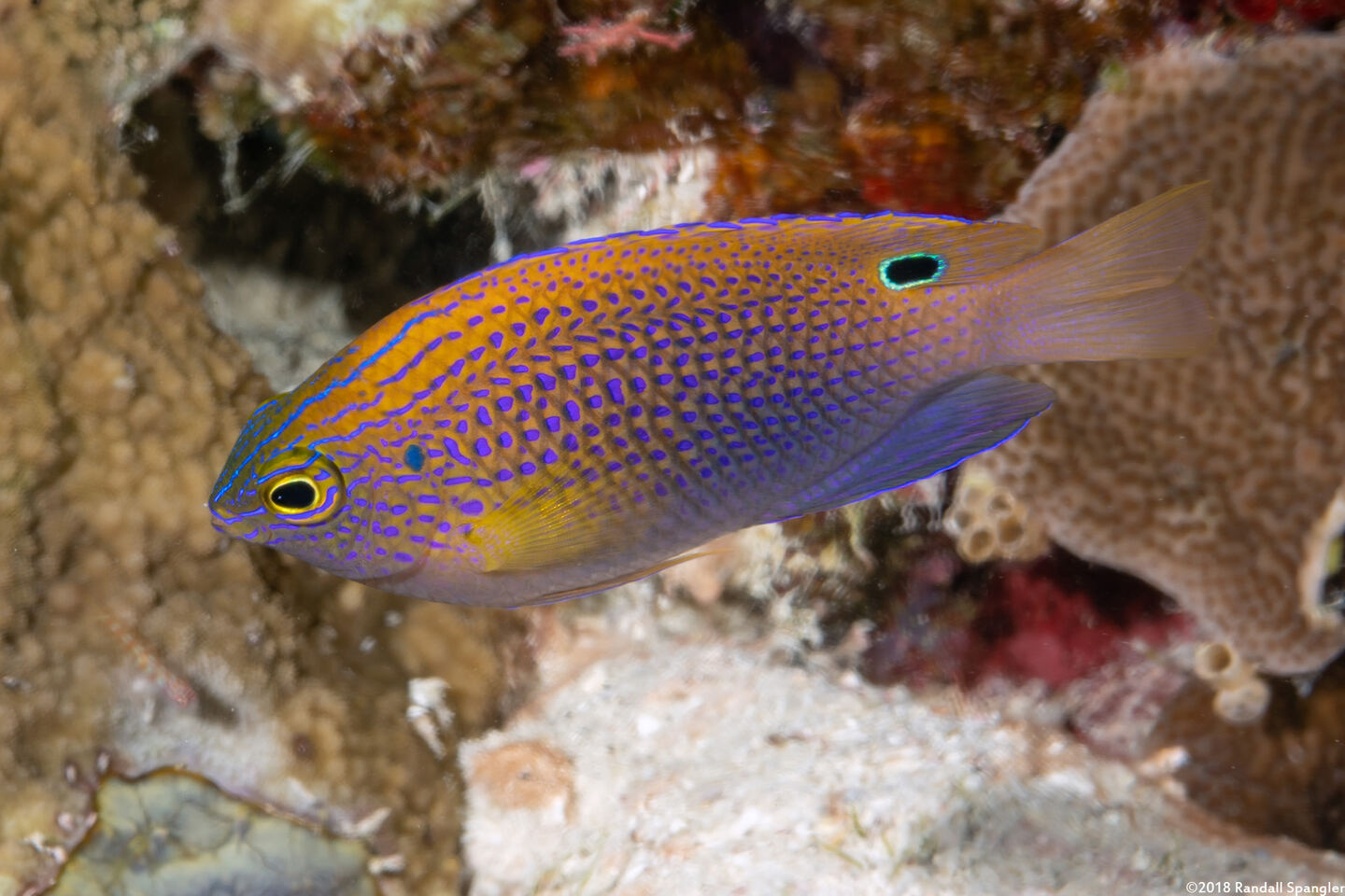 Pomacentrus vaiuli (Princess Damsel)